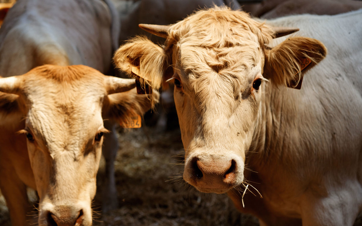 vacas felices
