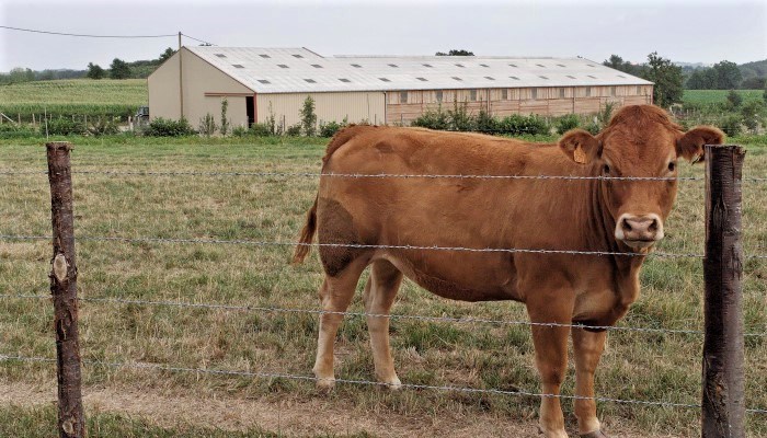 A unidade com o ambiente ideal para o gado leiteiro para manter as suas vacas saudáveis