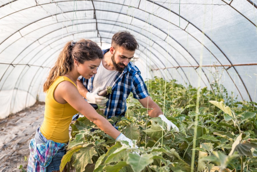 agricultura de qualidade Euronit 