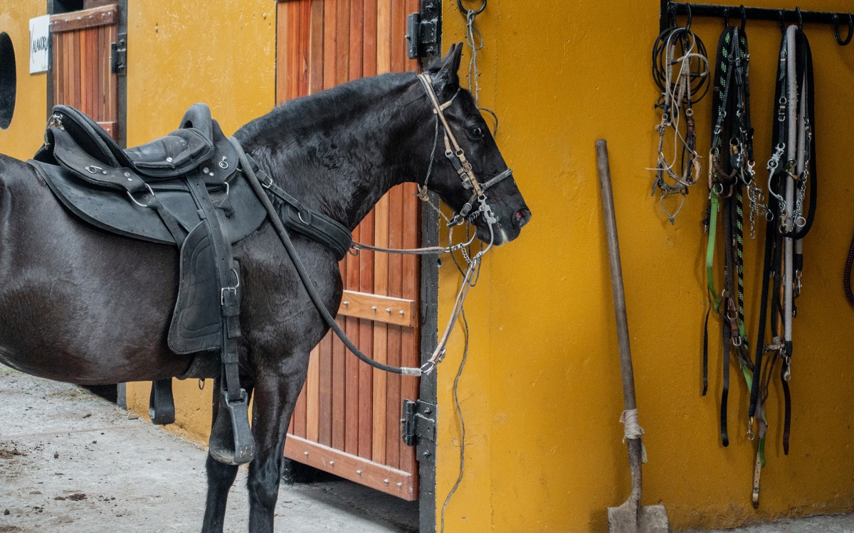 O melhor telhado para os seus cavalos