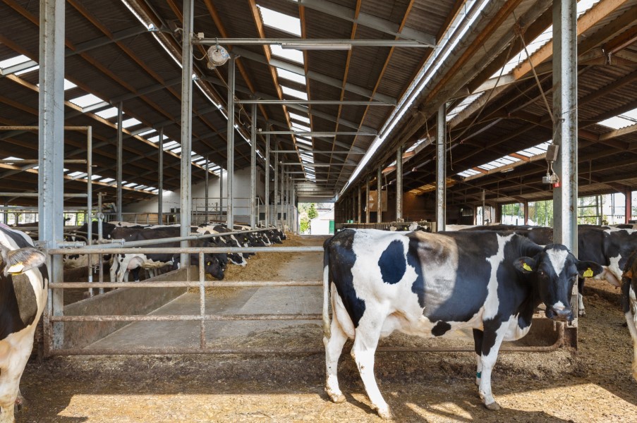 Prevenir os efeitos adversos das altas temperaturas no gado leiteiro