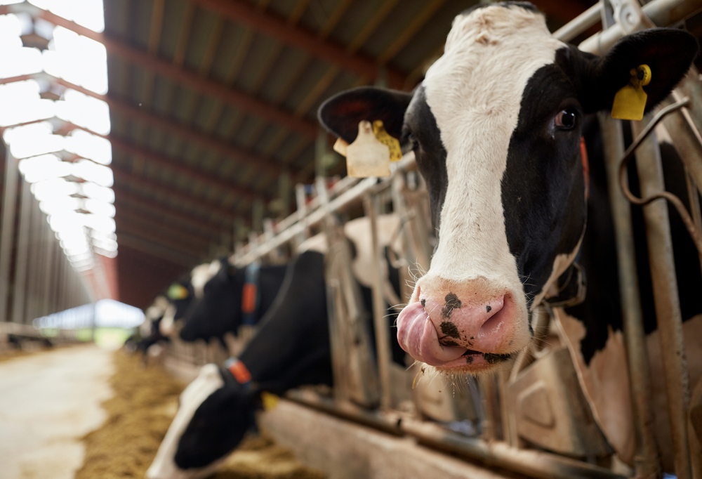 Prevenir os efeitos adversos das altas temperaturas no gado leiteiro
