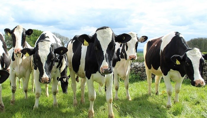 Bem-estar dos bovinos leiteiros: elementos-chave das instalações