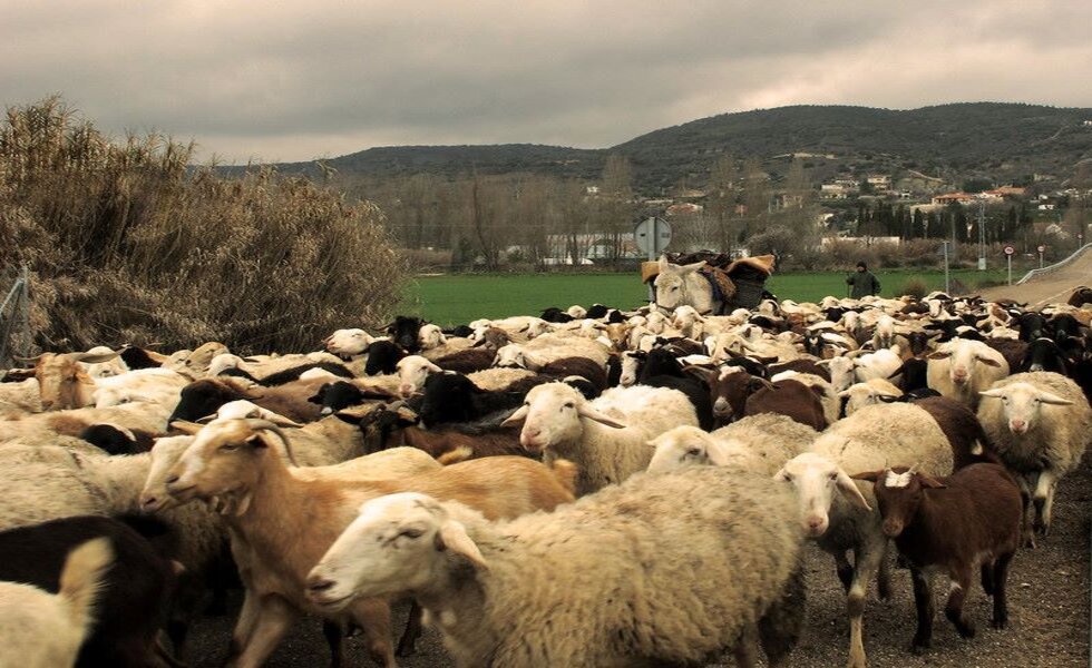 Chaves de conceção para uma produção, saúde e bem-estar óptimos dos ovinos