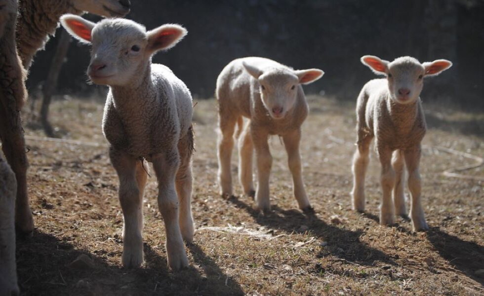 Chaves de conceção para uma produção, saúde e bem-estar óptimos dos ovinos
