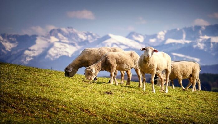 Chaves de conceção para uma produção, saúde e bem-estar óptimos dos ovinos