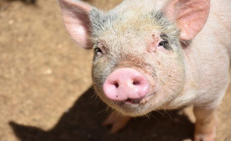 Assegurar o bem-estar e a produção animal
