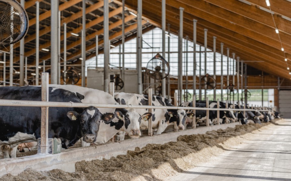 Como reduzir o stress térmico no gado leiteiro? 