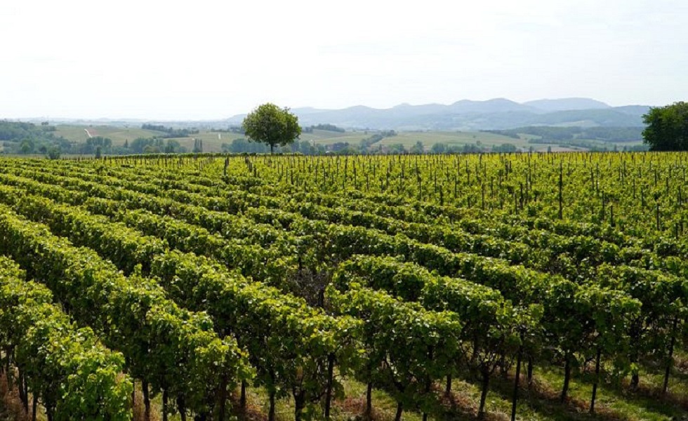 Concepção e construção de uma cave de vinho.