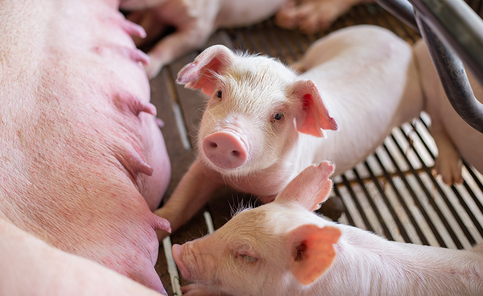 Instalações de qualidade garantem o conforto térmico, o desempenho produtivo e o bem-estar dos animais nelas alojados.