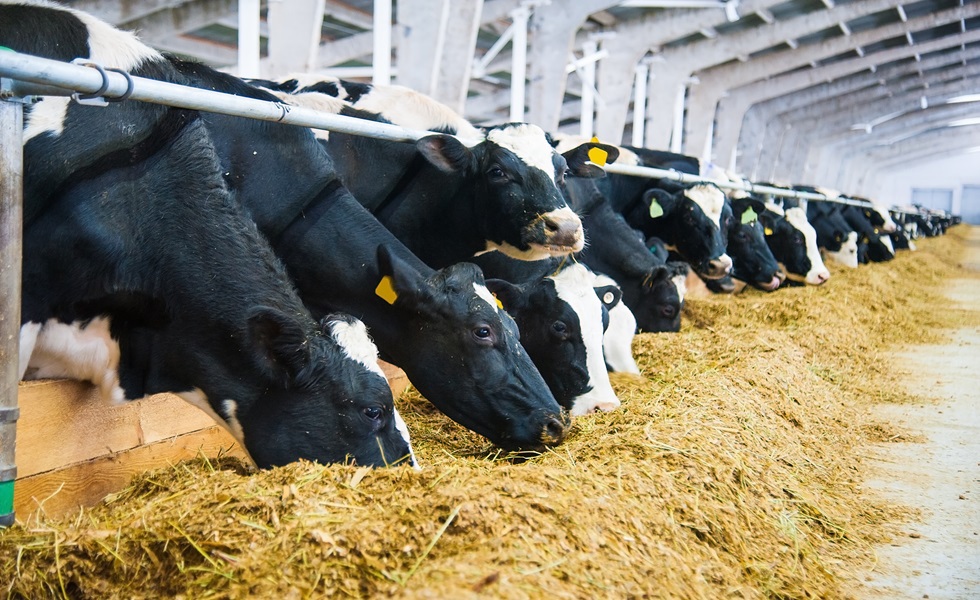 Vacas limpas e secas, alimentadas com suplementos nutricionais para reduzir o stress do frio invernal.