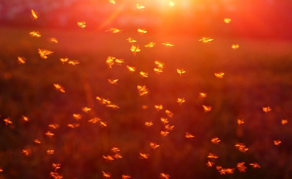 Os mosquitos aproveitam pequenas poças e zonas húmidas para pôr os seus ovos.