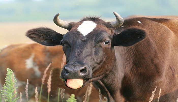 Tectos de fibrocimento e prevenção de DHE na criação de gado