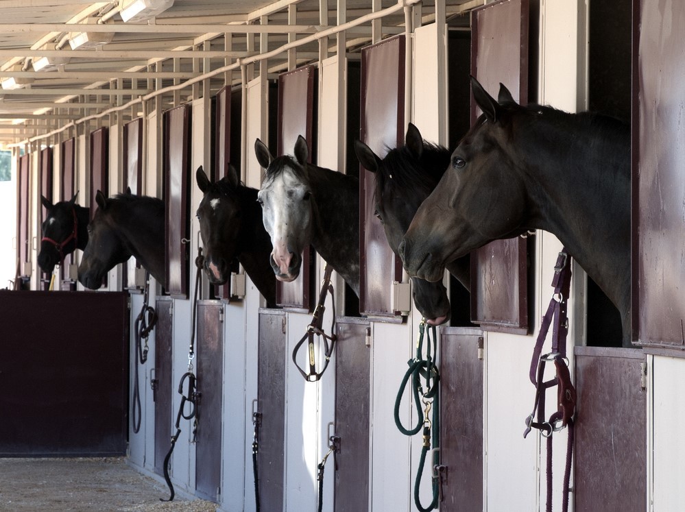 O melhor telhado para os seus cavalos