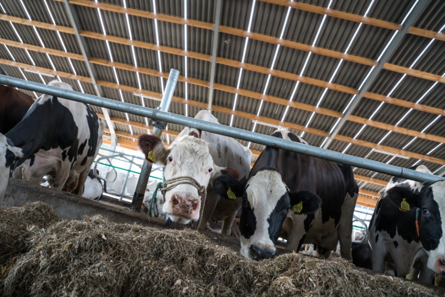 Como pode a cobertura agrícola contribuir para a maximização do bem-estar animal  