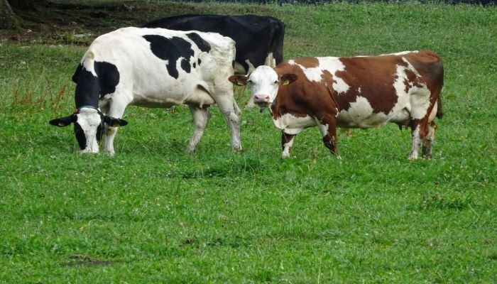 Porquê ser um criador de gado sustentável?